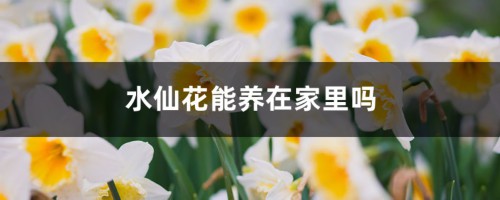 水仙花能养在家里吗