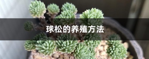 球松的养殖方法