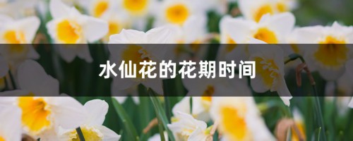 水仙花的花期时间，如何延长花期