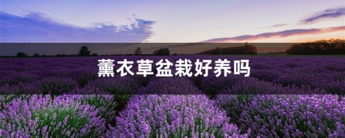 薰衣草盆栽好养吗，哪种薰衣草适合盆栽