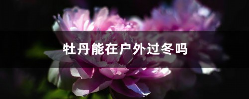 牡丹能在户外过冬吗，能耐多少度低温