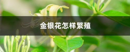 金银花怎样繁殖，如何管理