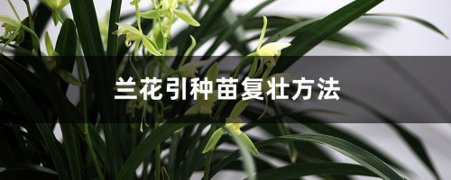 兰花引种苗弱怎么办（引种苗复壮方法介绍）