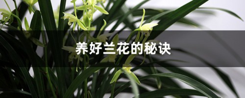 养好兰花的秘诀（养根秘诀）