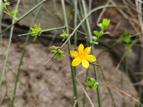 迎春花