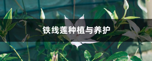 铁线莲种植与养护