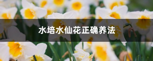 水培水仙花正确养法，多久开花