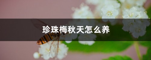 珍珠梅秋天怎么养