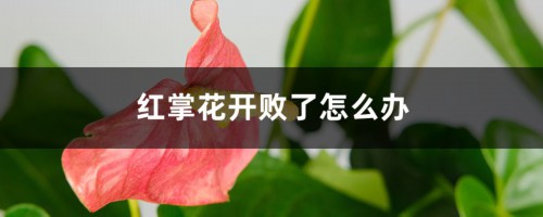 红掌花开败了怎么办