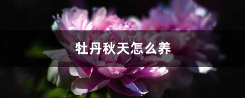 牡丹秋天怎么养