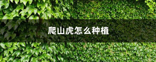 爬山虎怎么种植