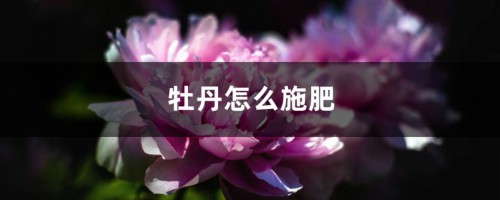 牡丹怎么施肥