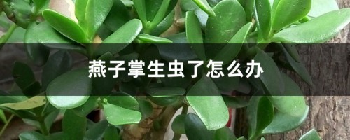 燕子掌生虫了怎么办