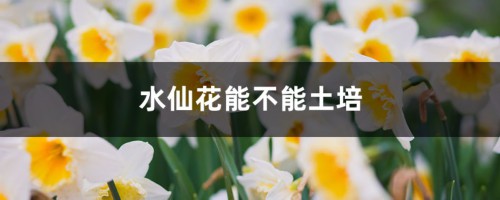 水仙花能不能土培，水仙花土培方法