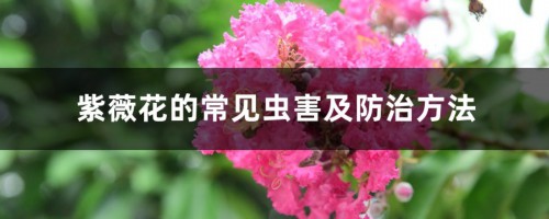 紫薇花的常见虫害及防治方法