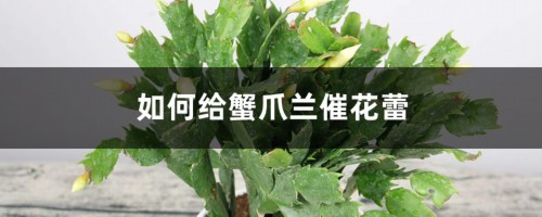 如何给蟹爪兰催花蕾，催花用什么肥