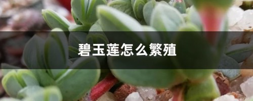 碧玉莲怎么繁殖