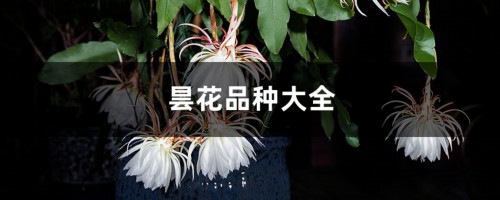 昙花品种大全