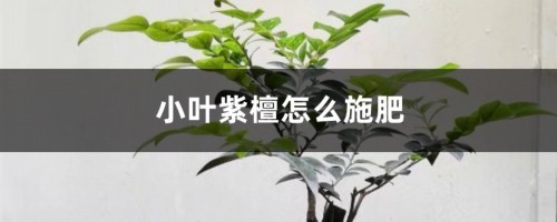 小叶紫檀怎么施肥