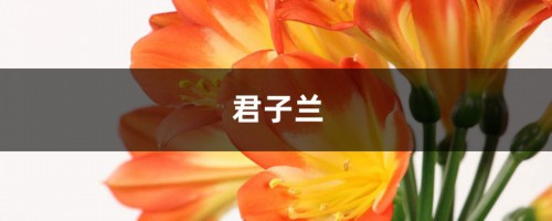 君子兰吊兰长小芽，直接摘下来就能活！