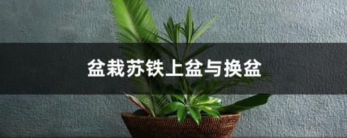 盆栽苏铁上盆与换盆