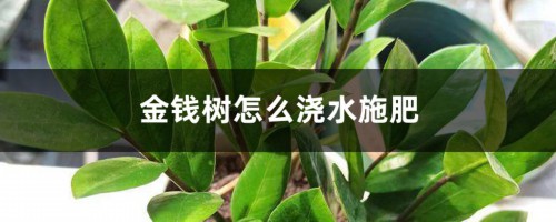 金钱树怎么浇水施肥