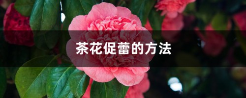 茶花促蕾的方法