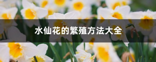 水仙花的繁殖方法大全