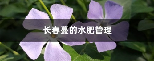 长春蔓的水肥管理