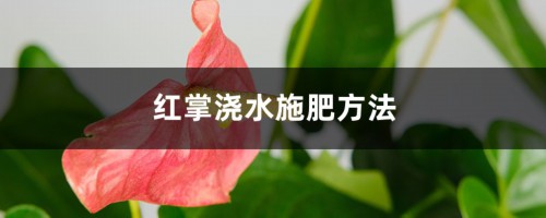 红掌浇水施肥方法