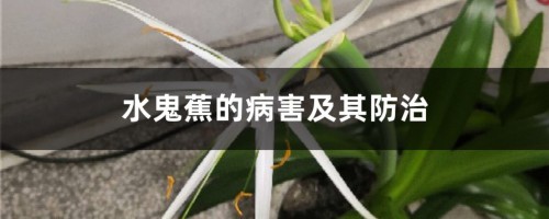 水鬼蕉的病害及其防治